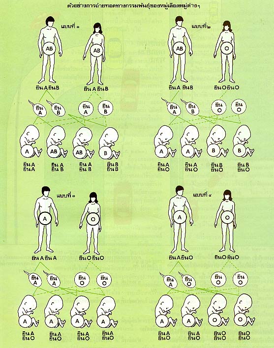 ตัวอย่างการถ่ายทอดทางพันธุ์กรรมของหมู่เลือดหมู่ต่าง ๆ